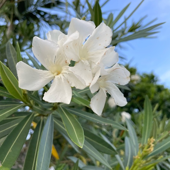 Meet us! One With The Sea - Picture 5 of 10